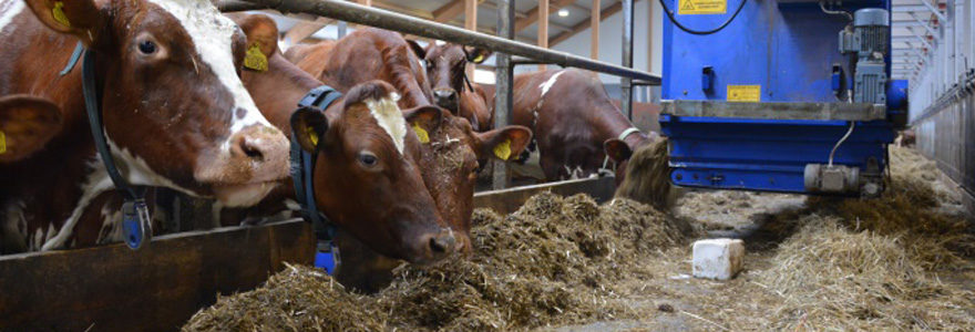 nutrition pour un élevage bovin