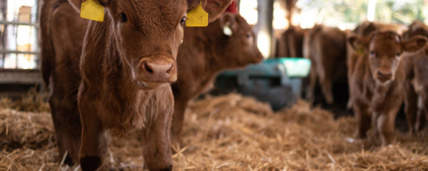 Compléments alimentaires pour veaux